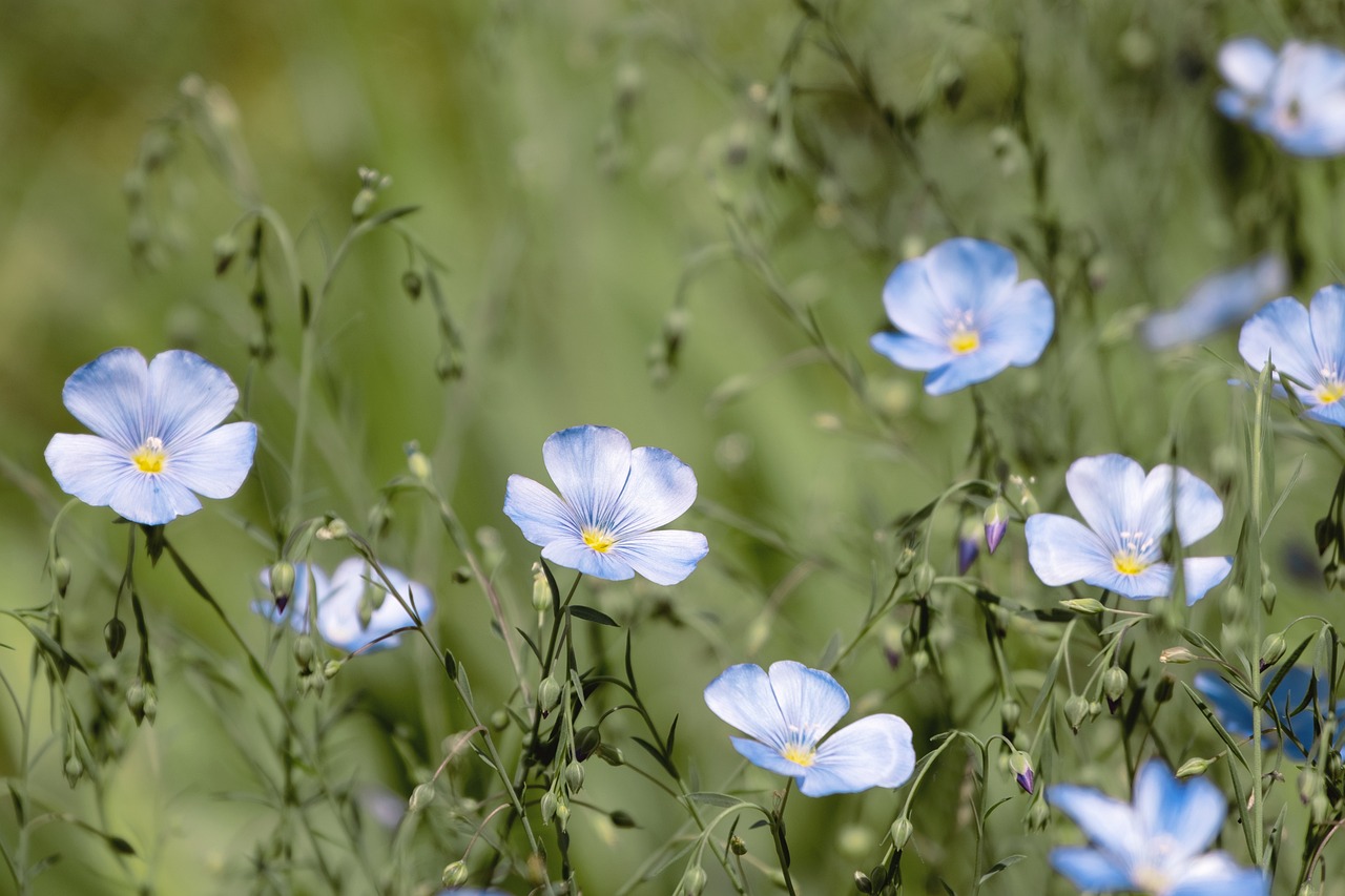 The Role of Perennial Crops in Sustainable Agriculture